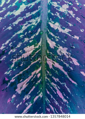 Closeup fresh leave of Dieffenbachia Dumb Cane. Creative design.