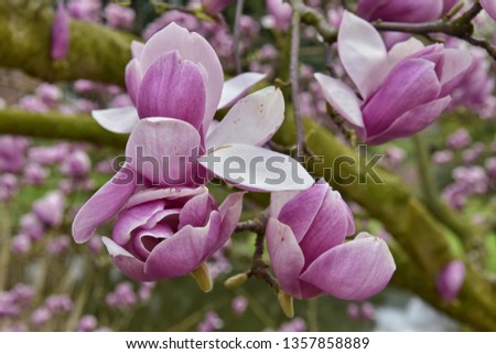 Spring magnolia flowers, natural abstract soft floral background.