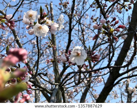 Japanese famous cherry blossom “Somei Yoshino" in spring on blue sky background