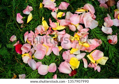 Colorful flower petals sprinkled on the cobblestones, pavement, on the street to celebrate a romantic event like a wedding. Natural and ecological background texture of floral and garden waste.