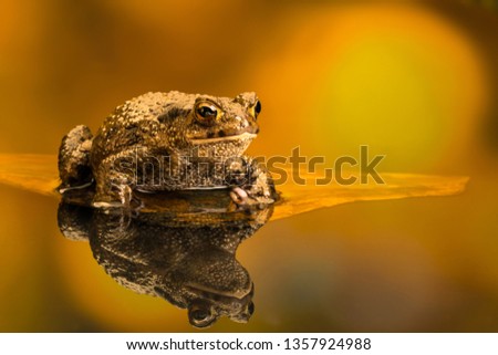 Common toad (Bufo Bufo) also known as European toad is an amphibian found in Europe, western part of North Asia and Northwest Africa.