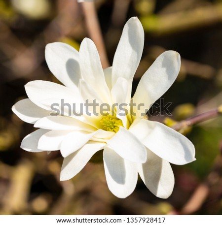 Blooming star magnolia in Westphalia, Germany