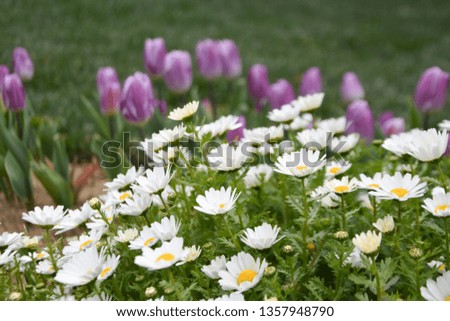 
purple tulips and daisies, spring background
