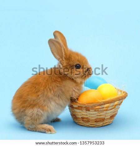 little red fluffy rabbit, with painted eggs on blue background. Easter holiday concept