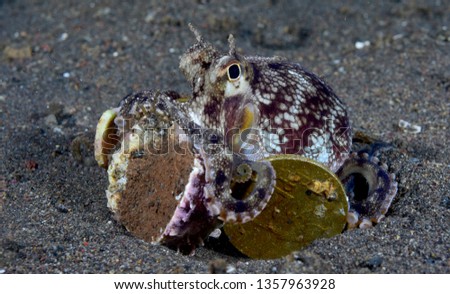 Incredible Underwater World - Coconut octopus - Amphioctopus marginatus. 