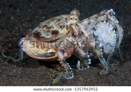 Incredible Underwater World - Coconut octopus - Amphioctopus marginatus.