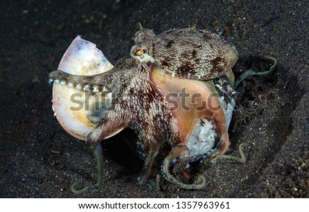Incredible Underwater World - Coconut octopus - Amphioctopus marginatus.