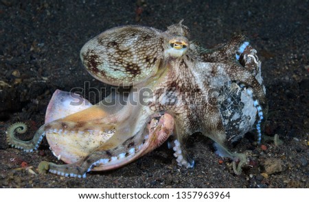 Incredible Underwater World - Coconut octopus - Amphioctopus marginatus. 