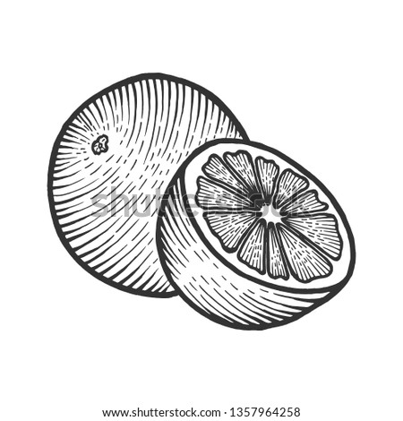 Orange citrus exotic fruit sketch engraving raster illustration. Scratch board style imitation. Black and white hand drawn image.