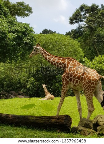 Giraffes and its suroundings 
