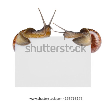 Snails on empty poster isolated on white
