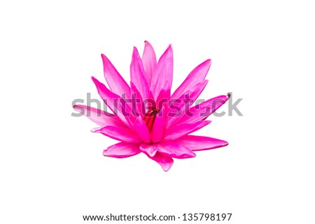 pink lotus blossom blooming on white background