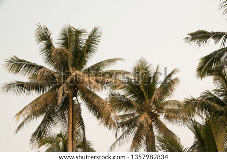 Palms in front of a white sky.