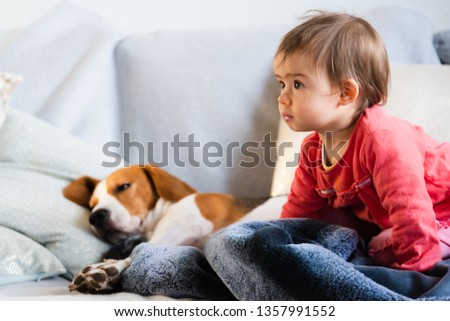 Beagle dog sleeps on couch. Baby Girl In red shirt sitting next to him looking left. Vertical photo.