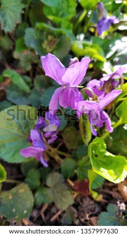 
Bright violet flowers of violets, primroses