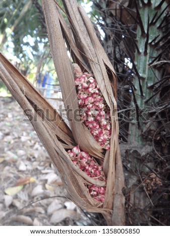 Salaks or snake fruit Indo is a local plant in Indonesia.