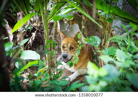 Dog hiding under the bush or the tree in the garden to get away from the heat sun or to hide from the hot weather in hot season