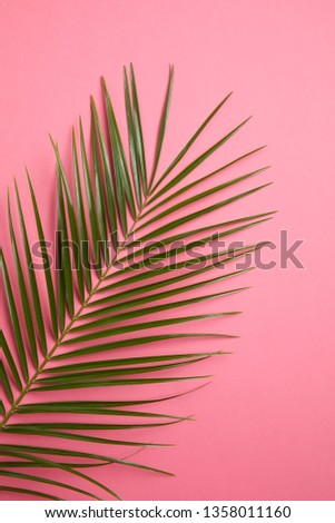 Palm Tree Leaf on Pink Background  Royalty-Free Stock Photo #1358011160