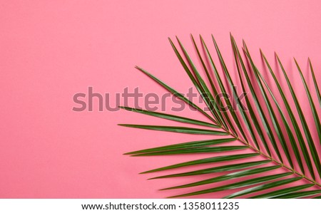Palm Tree Leaf on Pink Background  Royalty-Free Stock Photo #1358011235
