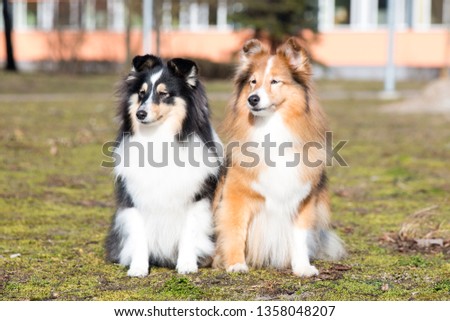 Cute sable black white shetland sheepdog, sheltie sitting outdoors in the city on a field of green grass.Adorable small collie, little lassie portrait in summer time with groomed coat. Senior dog 