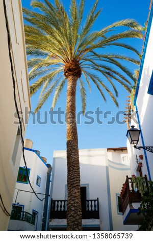 Narrow sunny street with palm tree surrounded by white houses with wooden balkonies. Greek style patio in Puerto de Mogan town. Canary Islands travel photo. Trip over Gran Canaria.