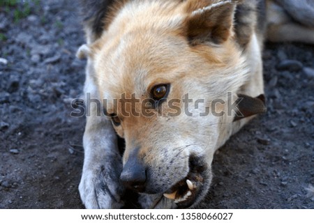 Dog gnawing a bone                               