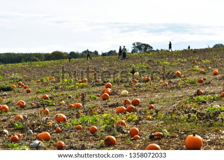 People out picking collecting pumpkins and squash and gourds for carving and pie for Halloween and thanksgiving in the autumn fall.