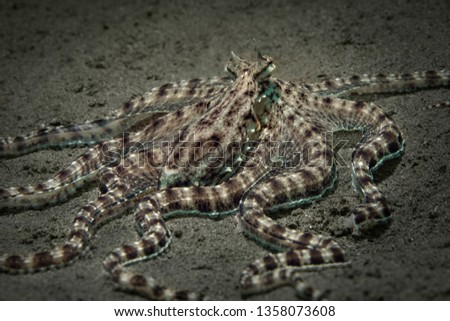 Mimic octopus (Thaumoctopus mimicus). Picture was teken in Ambon, Indonesia