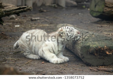 Cub of white Tiger (Bengal Tiger)