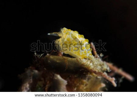 Juvenile sidegill sea slug  Pleurobranchus forskalii. Picture was taken in Ambon, Indonesia