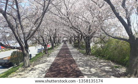 cherry blossom on the trees