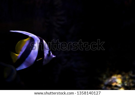 striped fish on a black background in an aquarium