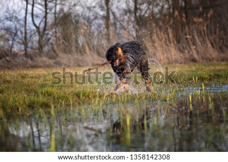 Happy dog in splashing water, retrieving a stick, running directly at camera. Active dog in nature. Direct view on dog in training. Bohemian shepherd, purebred. Low angle photo, direct view. Czechia.