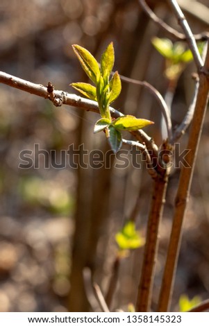 Young spring leaves. Walk through the spring forest