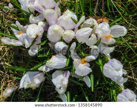 Beautiful white flowers of crocuses on a sunny spring day in the garden.