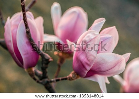 magnolia tree flowering