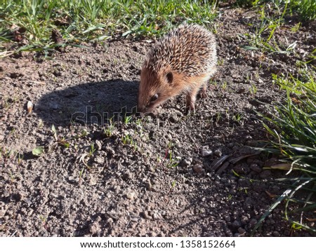 Hedgehog outside in nature in Moravia.
