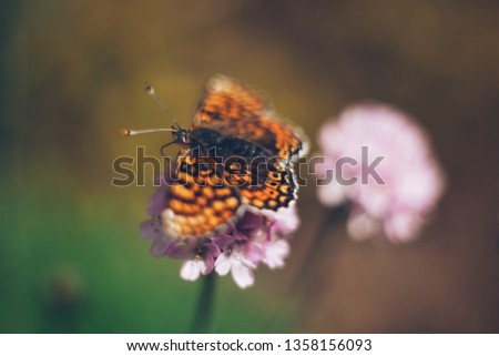 Wild life artistic picture. Flower with butterfly on nature background. Unfocused image with pastel colors. Dreamy concept