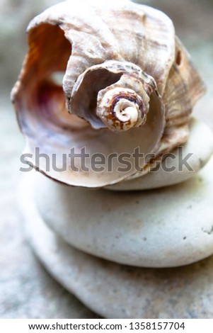 
shell on stones balance