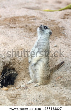 The Suricata suricatta or meerkat stand up in front of hole