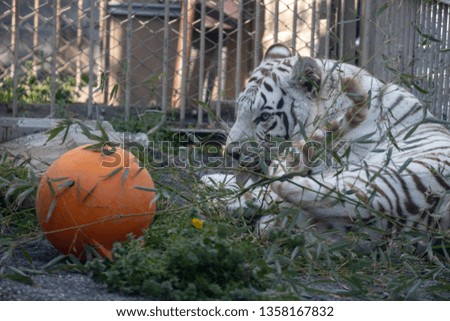 White Tiger (Bengal Tiger)
