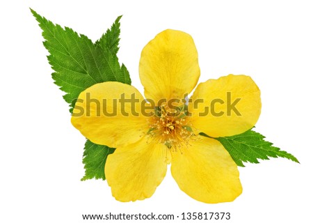 Single Kerria  Japonica Yellow wildflowers isolated Royalty-Free Stock Photo #135817373