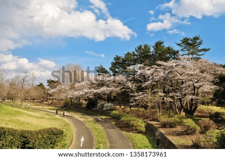 Cycling road and cherry blossoms in the Showa Memorial Park