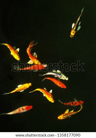 Colorful koi fish or Japanese carp fish are swimming freely.