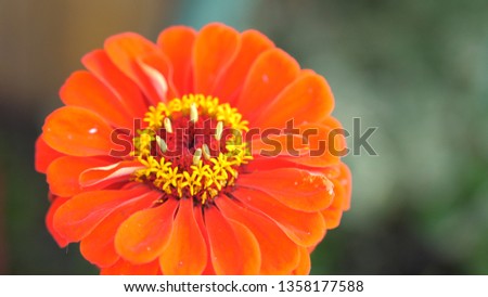 Beautiful blooming red flower in the garden. Summer time
