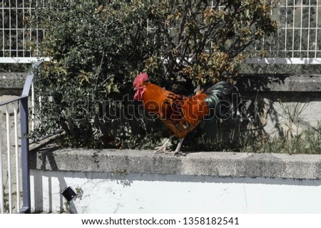 Chicken on the fountain
