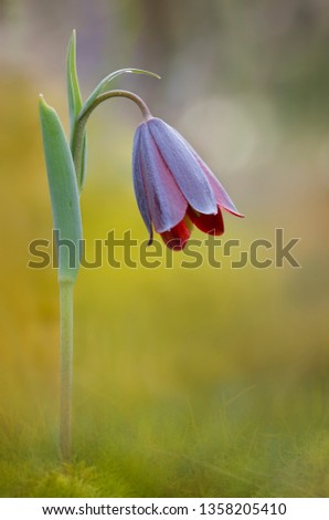 Fritillaria caucasica - a spring flowering herbaceous bulbous perennial plant in the lily family (Liliaceae), native to Caucasus region.