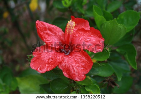 Hibiscus Flower and water drops 