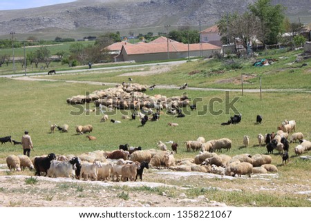 Herd of sheep herd - Herd