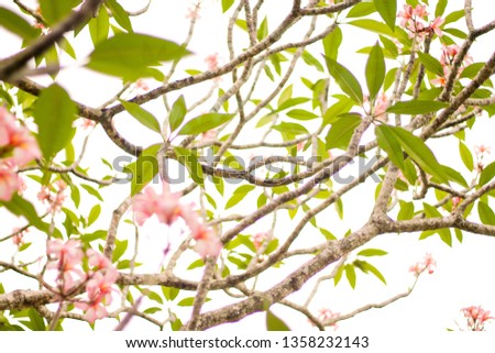 Tree with beautiful branches, top view